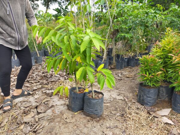 Cây Hoàng Lan 13 bán cây hoàng lan giống