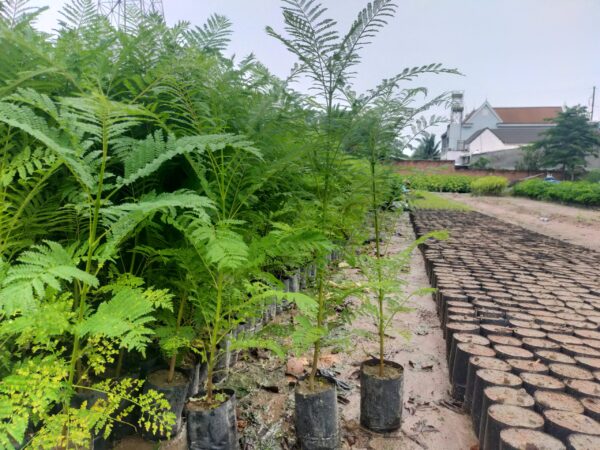 Cây Phượng Tím 14 bán giống cây phượng tím