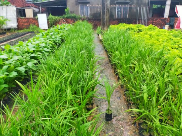 Cây Cau Vua 6 cây cau vua giống - cây giống 4S