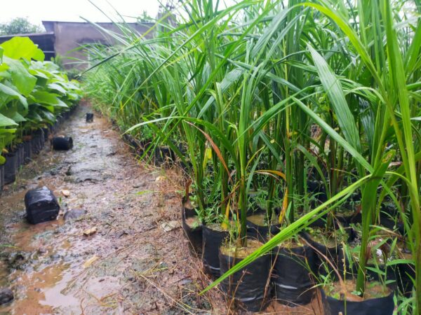 Cây Cau Vua 9 hình ảnh cây cau vua