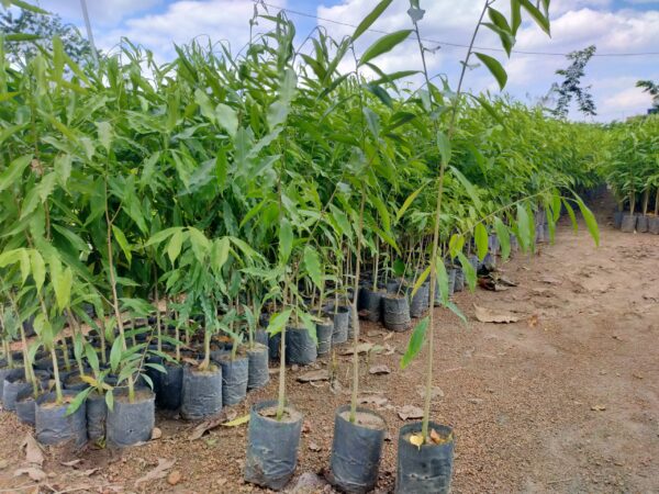 Cây Trầm Hương (dó bầu) 13 bán cây giống trầm hương