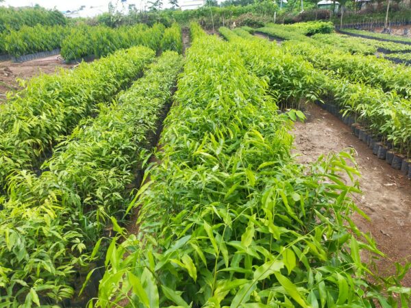 Cây Trầm Hương (dó bầu) 15 bán cây gió bầu giống