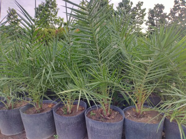 Cây Chà Là 18 bán giống cây chà là