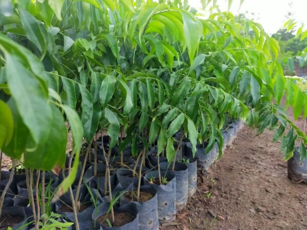 Cây Mắc Mật 12 giống cây mắc mật