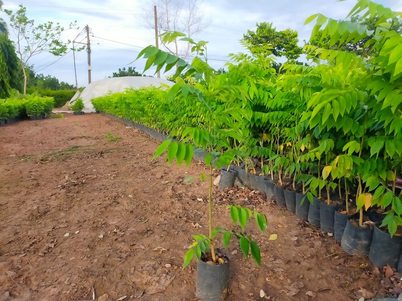 Cây Sưa Đỏ (trắc thối) 12 cây sưa đỏ giống