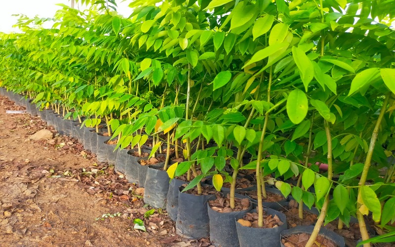 Cây Sưa Đỏ (trắc thối) 14 bán sưa đỏ giống