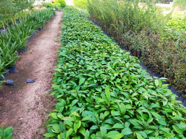 Cây Vú Sữa 12 cây giống vú sữa