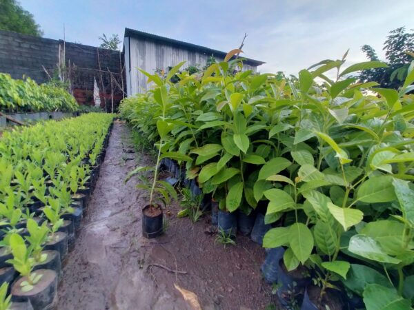 Cây Bằng Lăng Tím (bằng lăng nước) 12 Cây giống bằng lăng tím