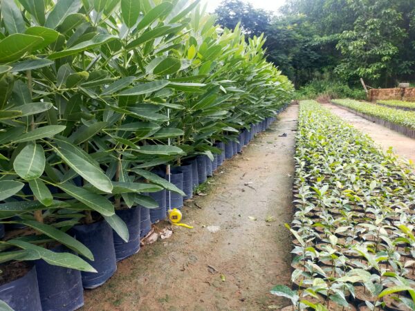 Cây Chuông Vàng (huỳnh liên) 17 Nhân giống chuông vàng - Cây giống 4S