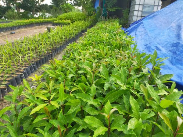 Cây Lộc Vừng 12 giống cây lộc vừng