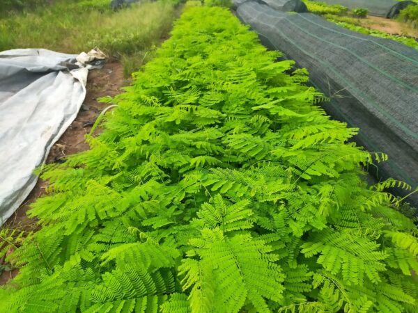 Cây Phượng Vĩ (phượng đỏ) 12 cây phượng giống