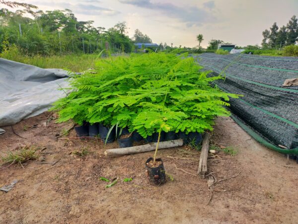 Cây Phượng Vĩ (phượng đỏ) 13 cây giống cây phượng