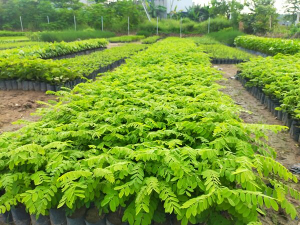 Cây Muồng Hoa Đào 12 báo giá cây muồng anh đào