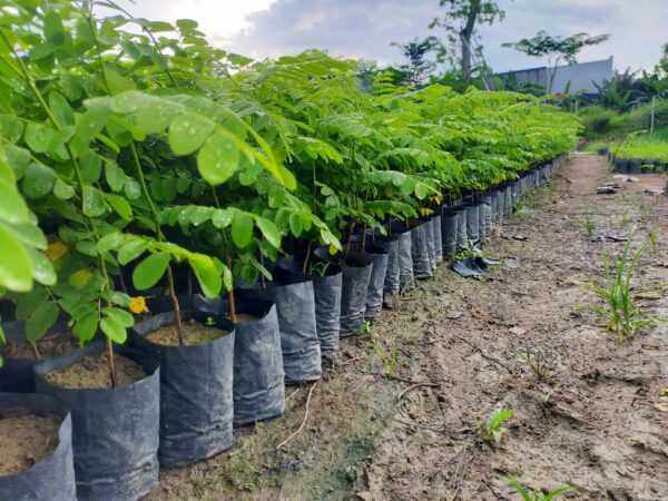 Cây Muồng Hoa Đào 11 cây giống muồng anh đào