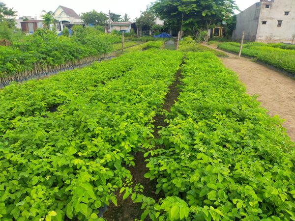 Cây Trắc Đỏ 13 giống cây trắc đỏ