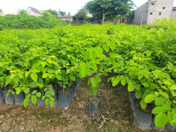 Cây Trắc Đỏ 8 cây giống gỗ trắc