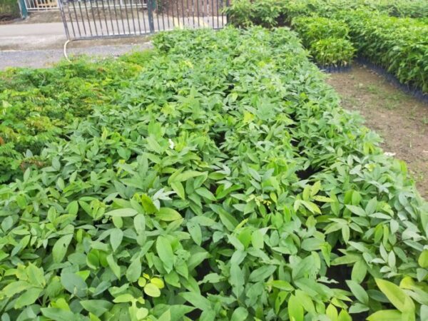 Cây Osaka Hoa Vàng (muồng hoàng yến) 17 Cây osaka vàng giống tại vườn ươm