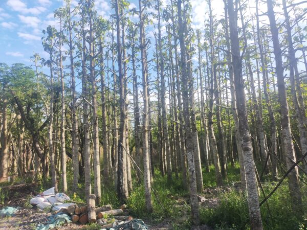 Cây dầu rái công trình 12 Bán dầu rái công trình tại vườn ươm cây giống 4S