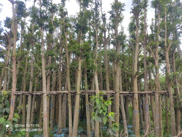 Cây bàng Đài Loan công trình (bàng lá nhỏ) 11 cây bàng lá nhỏ giá bao nhiêu