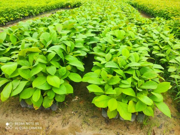 Cây Giá Tỵ (gỗ tếch) 10 IMG 20220907 100210 scaled e1699779532385