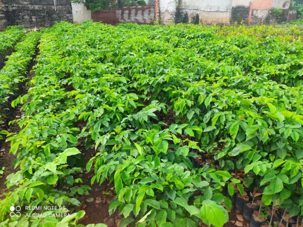 Cây Giáng Hương 15 giá cây giáng hương giống