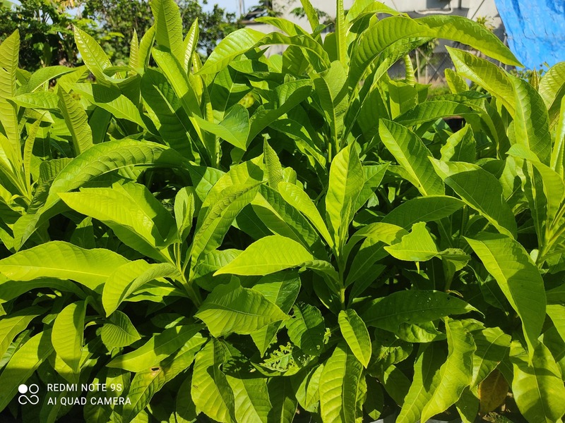 Cây Thala (cây sala giống) 11 bán cây sala giống - Cây giống 4S