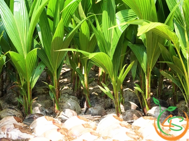 Khoảng Cách Trồng Dừa Ta, Dừa Xiêm Xanh Lùn Và Dừa Mã Lai Chuẩn 3 khoảng cách trồng dừa