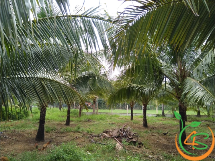 Khoảng Cách Trồng Dừa Ta, Dừa Xiêm Xanh Lùn Và Dừa Mã Lai Chuẩn 2 khoảng cách trồng dừa