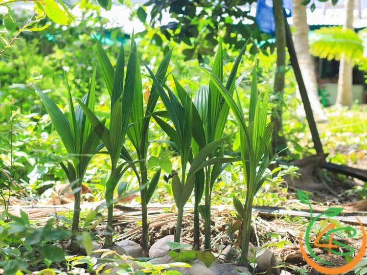 Khoảng Cách Trồng Dừa Ta, Dừa Xiêm Xanh Lùn Và Dừa Mã Lai Chuẩn 4 khoảng cách trồng dừa