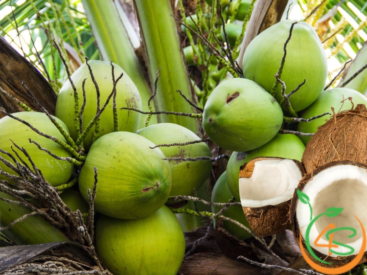 Khoảng Cách Trồng Dừa Ta, Dừa Xiêm Xanh Lùn Và Dừa Mã Lai Chuẩn 5 khoảng cách trồng dừa