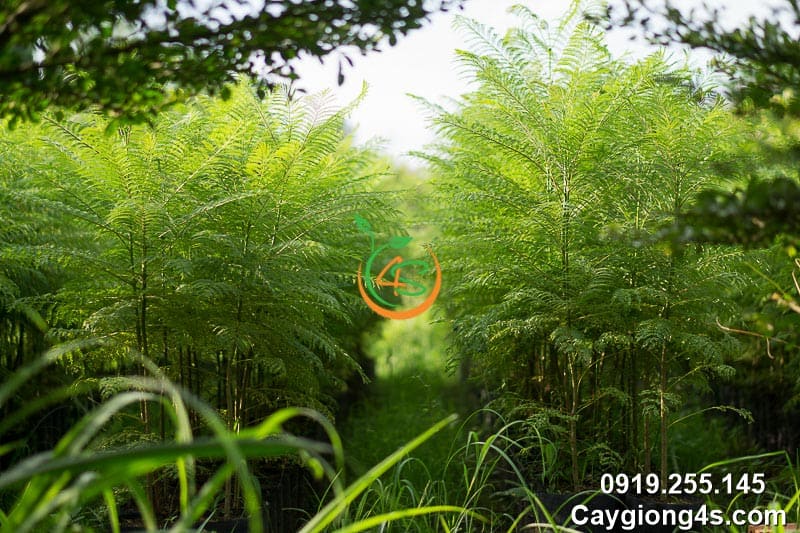 Cây Phượng Tím 17 Bầu giống cây phượng tím