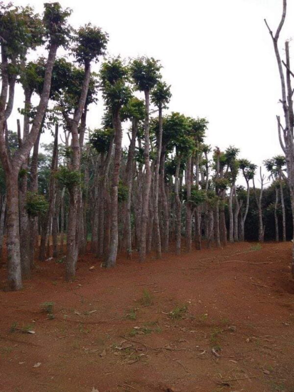 Cây lát hoa công trình 16 Dâm ủ cây gỗ lát hoa