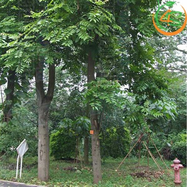 Cây lát hoa công trình 9 cây gỗ lát hoa