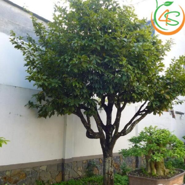 Cây lát hoa công trình 10 Lát hoa công trình trồng tại nhà