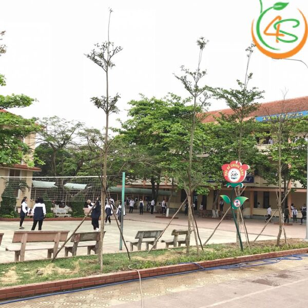 Cây lát hoa công trình 11 Cây Lát Hoa - cây công trình trường học