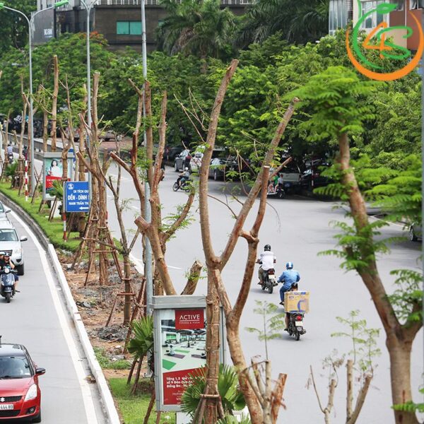 Cây lát hoa công trình 12 Lát Hoa công trình trên đường phố