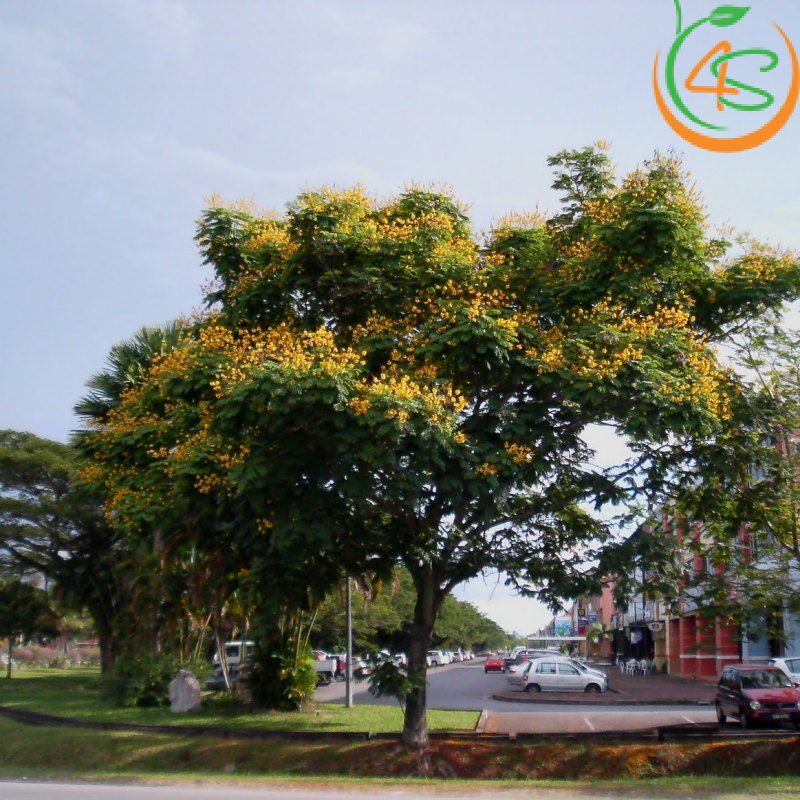 Cây lim xẹt công trình 9 Cây Lim Xẹt công trình khoe sắc