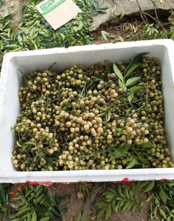 Cây Mắc Mật 14 quả mắc mật