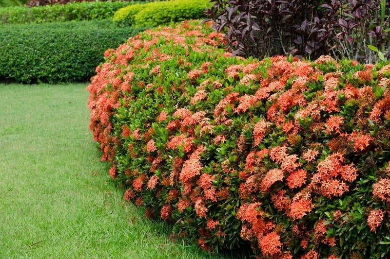 Cây Trang Đỏ 8 cây trang đỏ