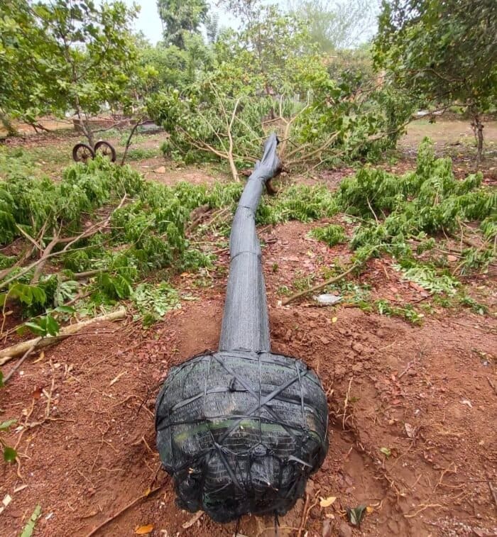 Cây me tây công trình (còng) 14 giá cây me tây