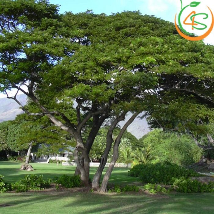 Cây me tây công trình (còng) 10 Cây Me Tây cổ thụ