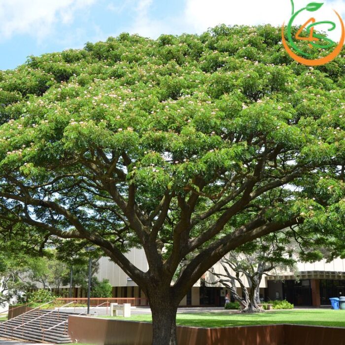 Cây me tây công trình (còng) 11 Cây me công trình tại công viên