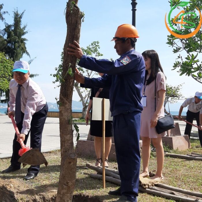 Cây me tây công trình (còng) 13 bán cây me tây cổ thụ