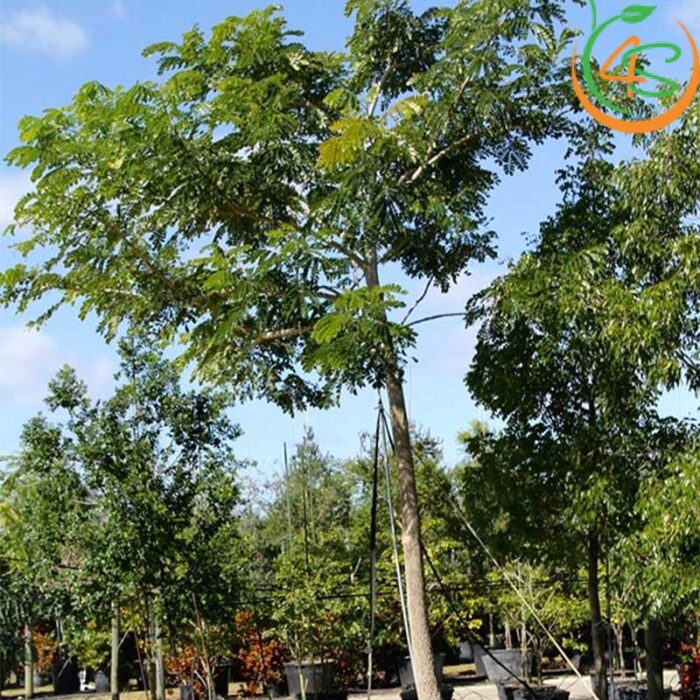 Cây me tây công trình (còng) 12 Me Tây công trình