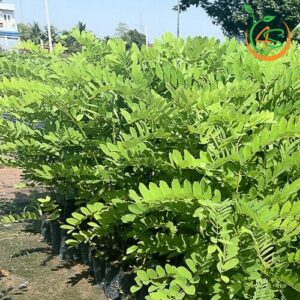 cây muồng anh đào