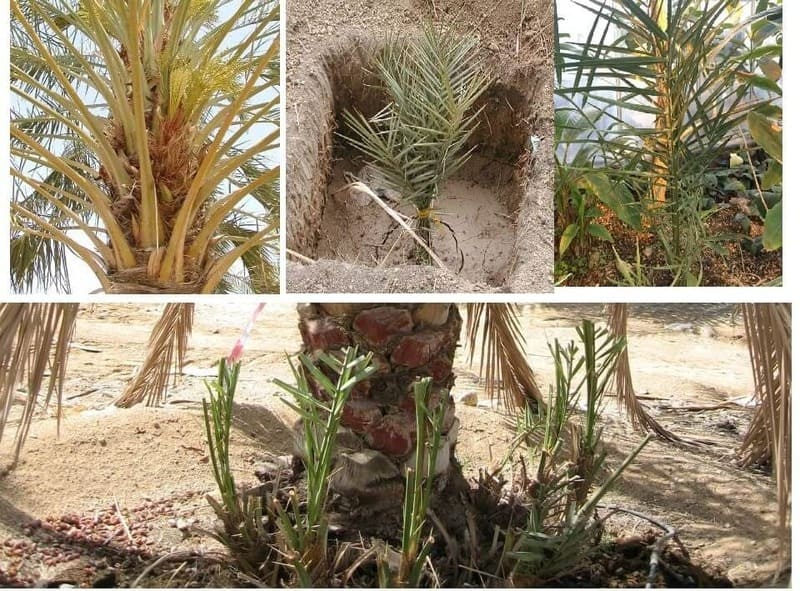 Cây Chà Là 15 giống cây chà là