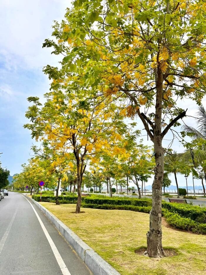 Cây Osaka hoa vàng công trình (muồng hoàng yến) 10 cây muồng hoàng yến