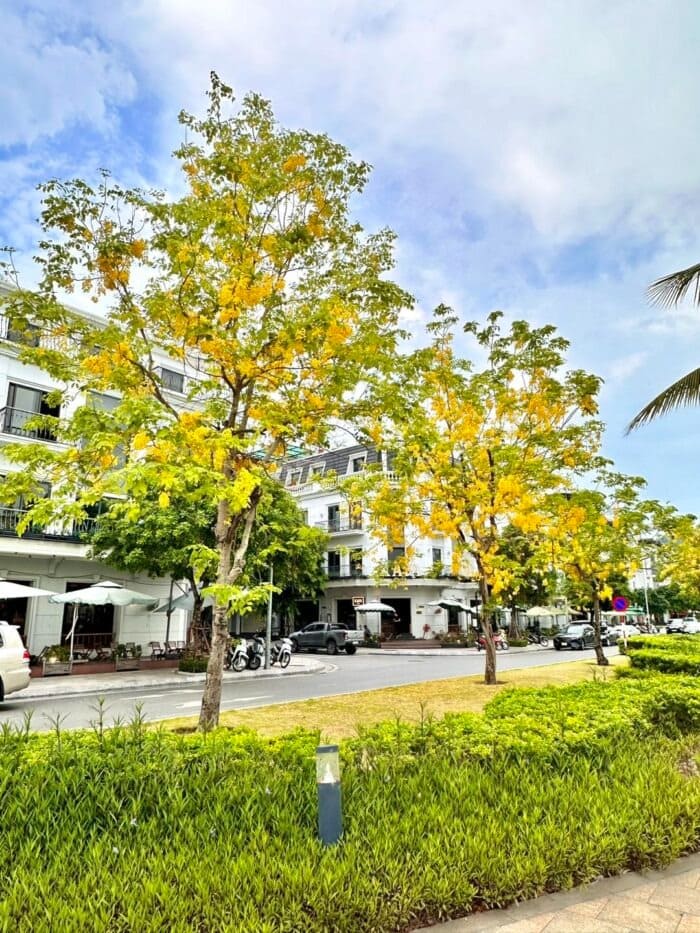 Cây Osaka hoa vàng công trình (muồng hoàng yến) 8 Cây Osaka vàng