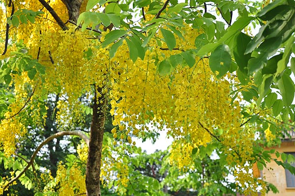 Cây Osaka Hoa Vàng (muồng hoàng yến) 10 Cây Osaka Vàng