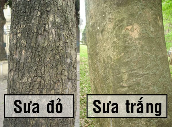 Cây Sưa Đỏ (trắc thối) 10 phan-biet-cay-sua-do-cay-sua-trang
